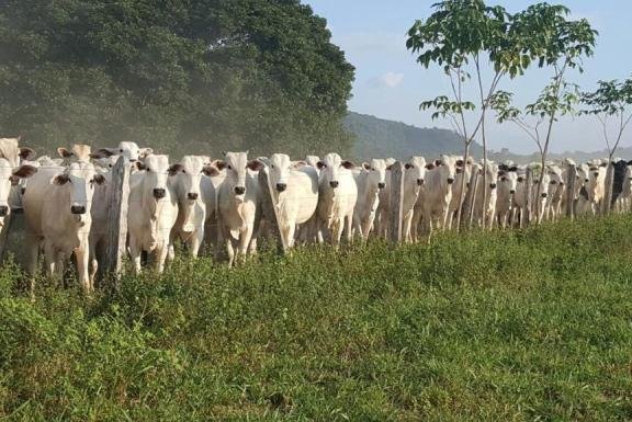 Roraima lidera crescimento do PIB 2019